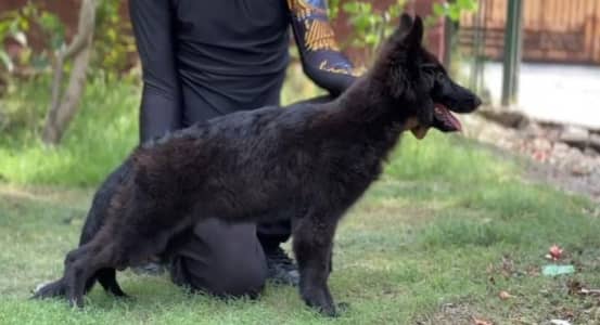 German shepherd female pedigree