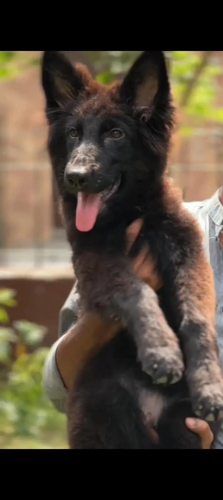 German shepherd female pedigree — photo 2