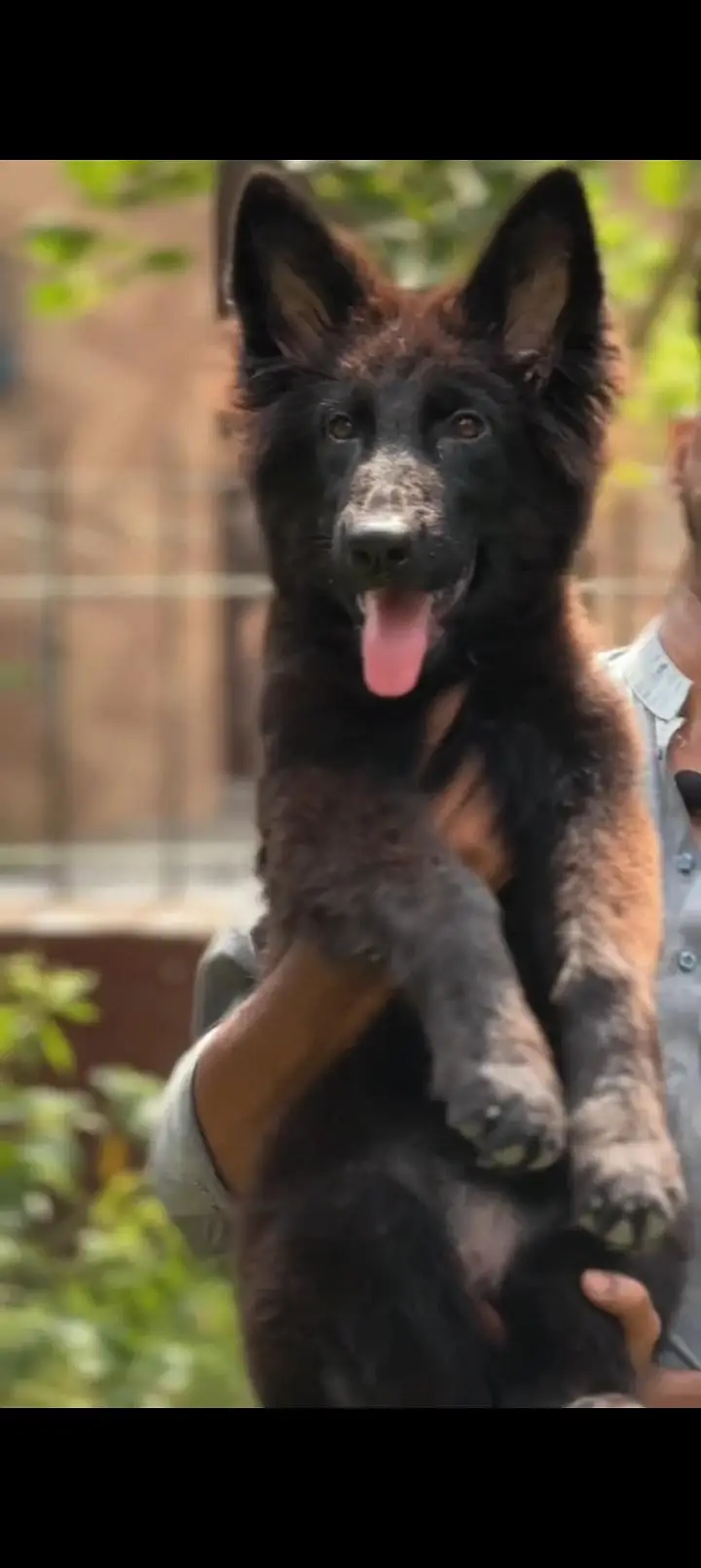 German shepherd female pedigree — photo 3