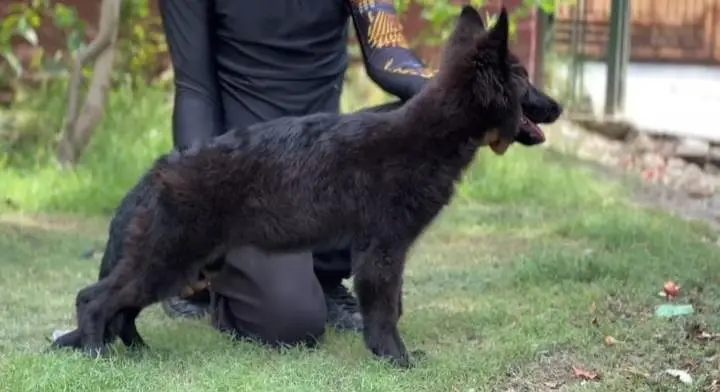 German shepherd female pedigree — photo 4