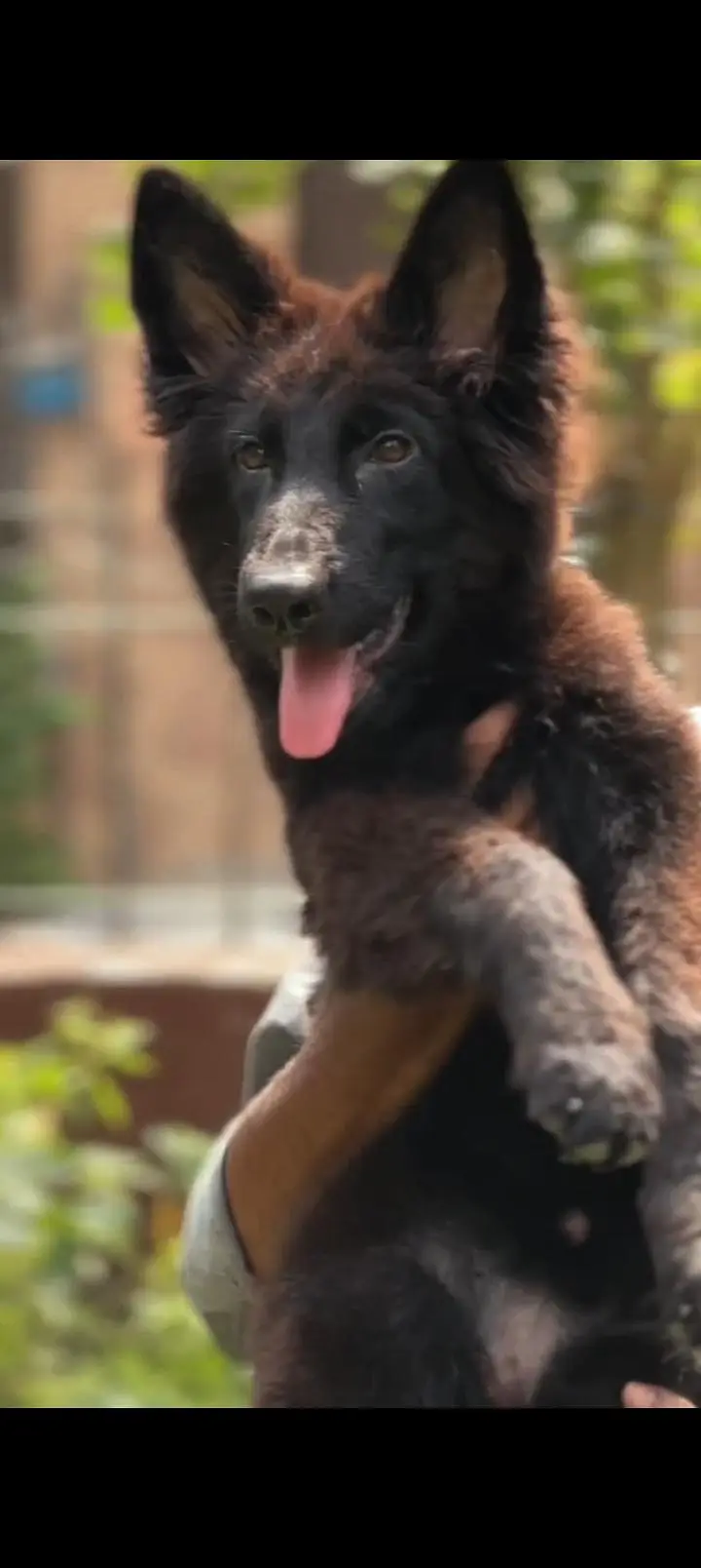 German shepherd female pedigree — photo 5
