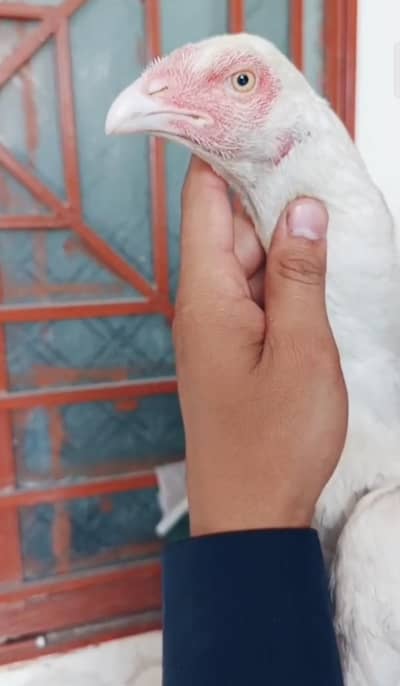 Hera Aseel Madi ready for eggs only male ki kami