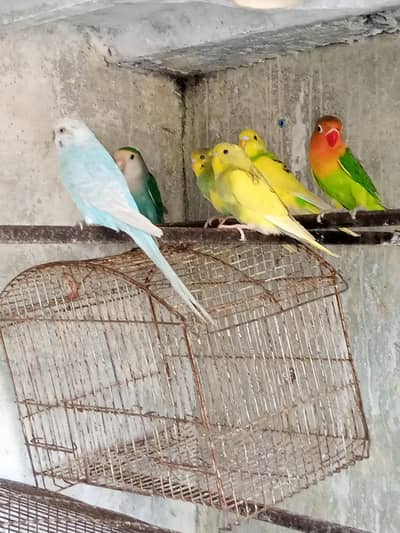 Australian pairs , Cocktail love bird cages for sale