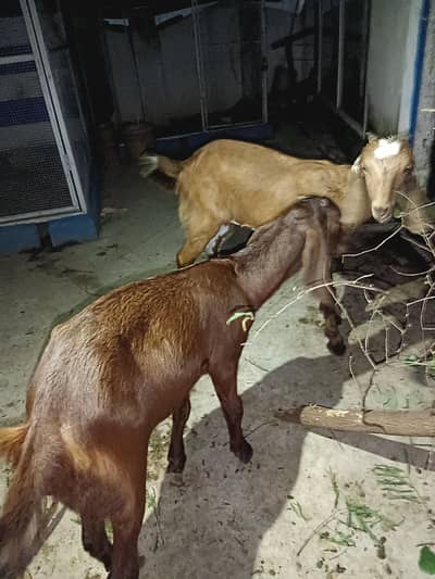 7 add Goat photo video Mel jay gi  interested hazrat rabta kry