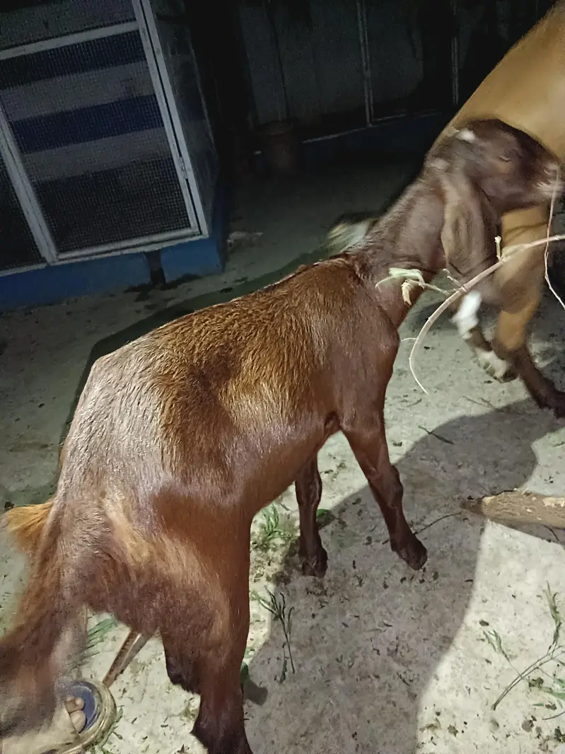7 add Goat photo video Mel jay gi  interested hazrat rabta kry — photo 2