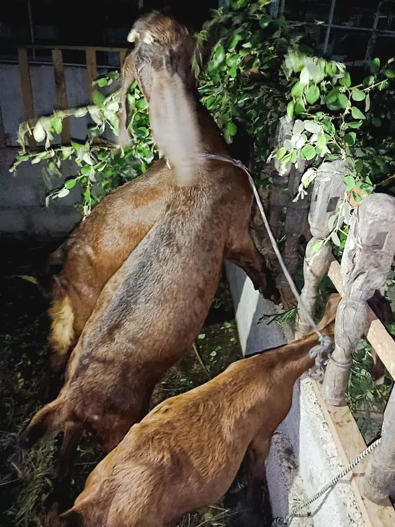 7 add Goat photo video Mel jay gi  interested hazrat rabta kry — photo 3