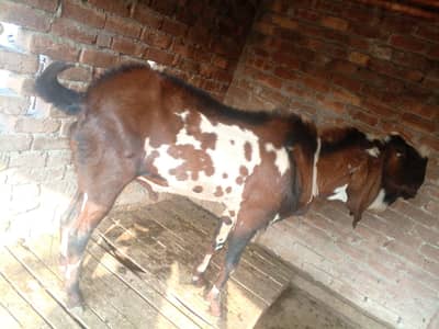 bakra