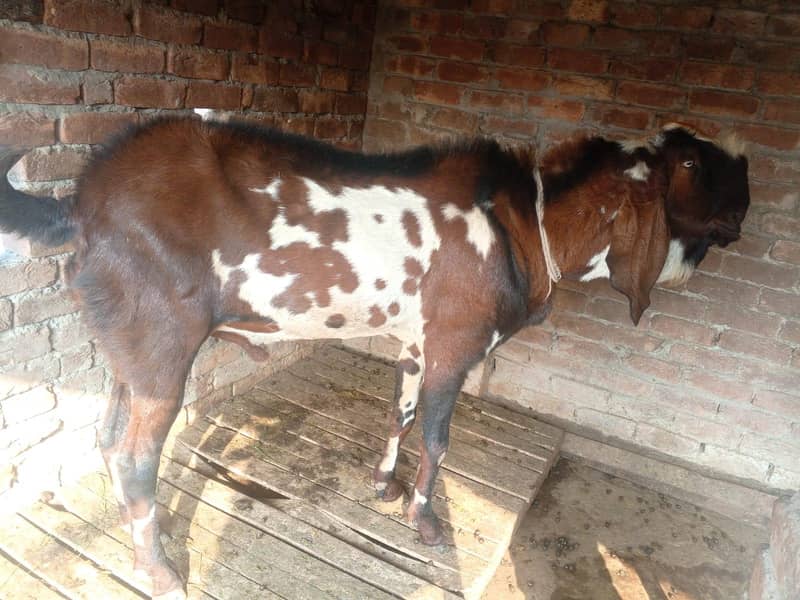 bakra 1