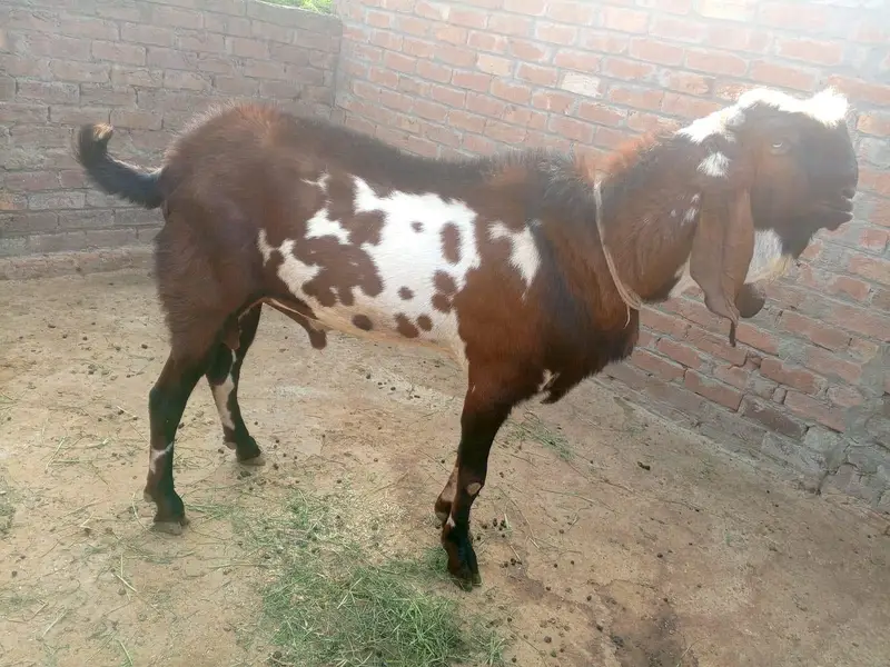 bakra — photo 3