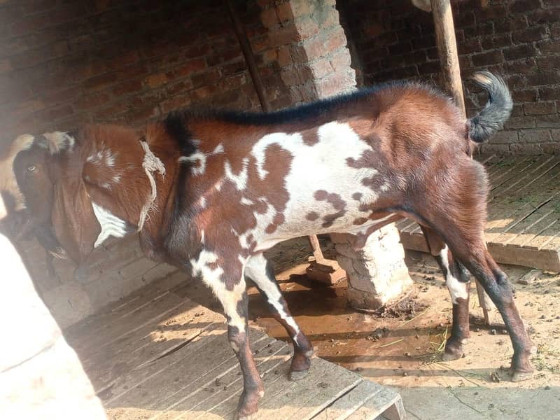 bakra 3