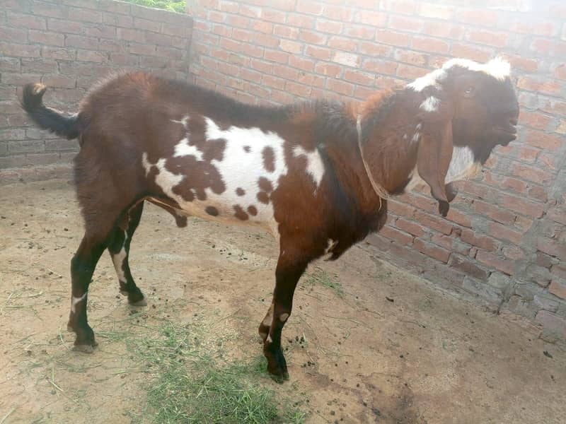 bakra 4