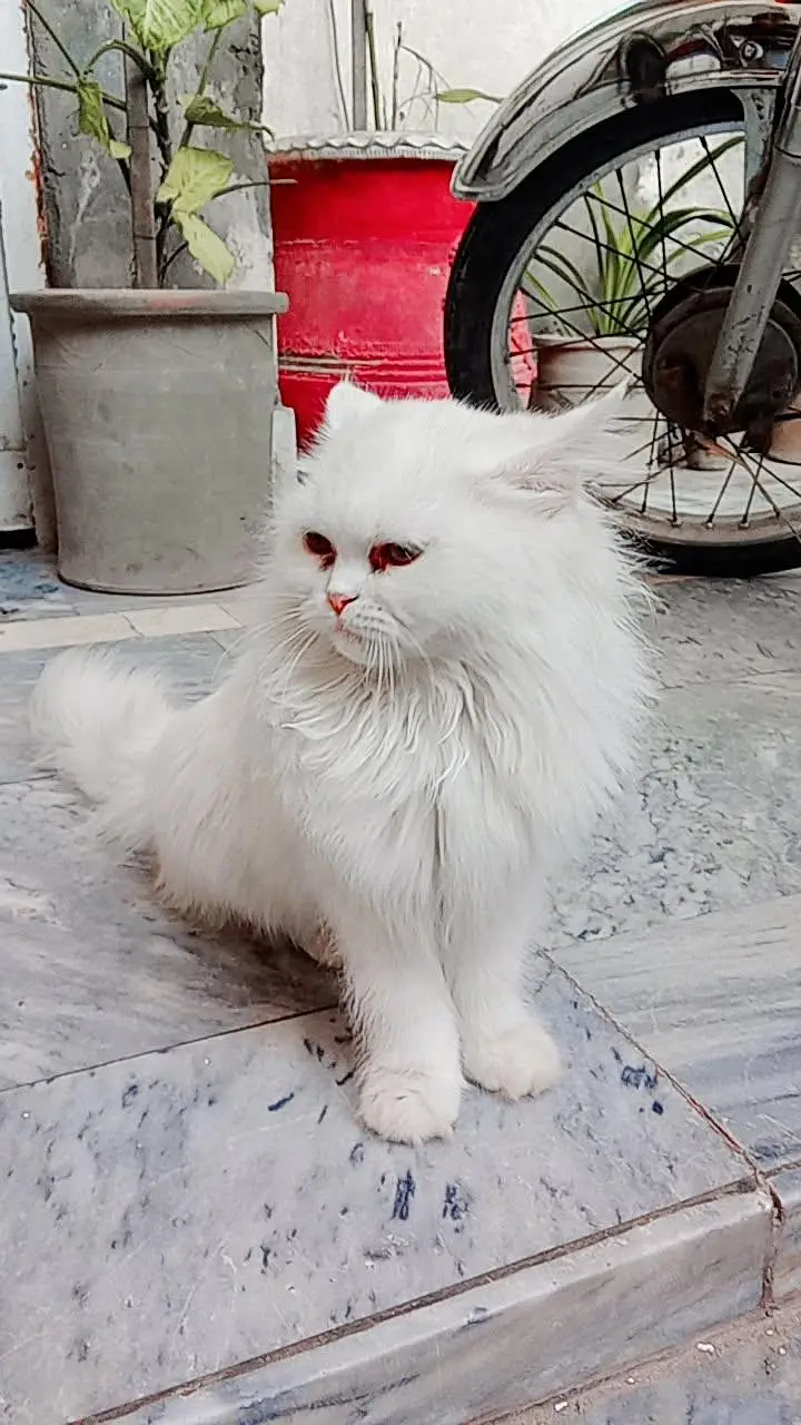 WhatsApp par contact karain 03107517232 — photo 3