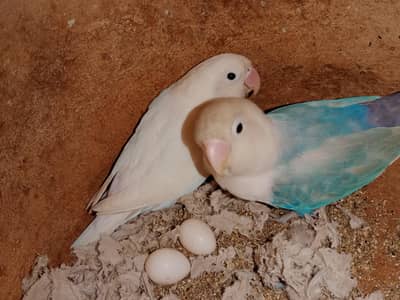 love birds pairs available 4 pairs