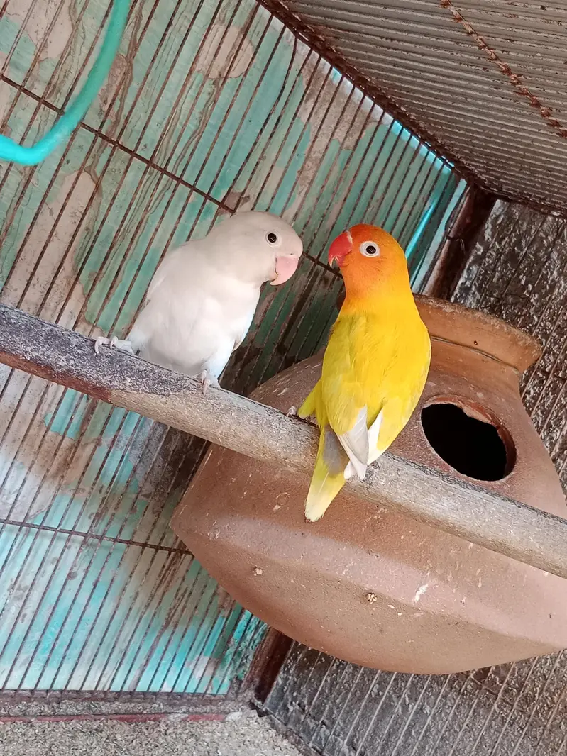 love birds pairs available 4 pairs — photo 2