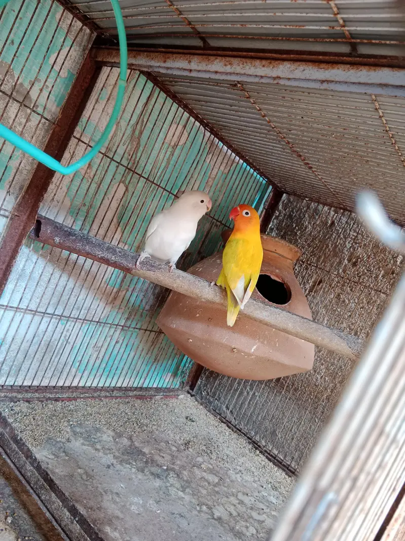 love birds pairs available 4 pairs — photo 5