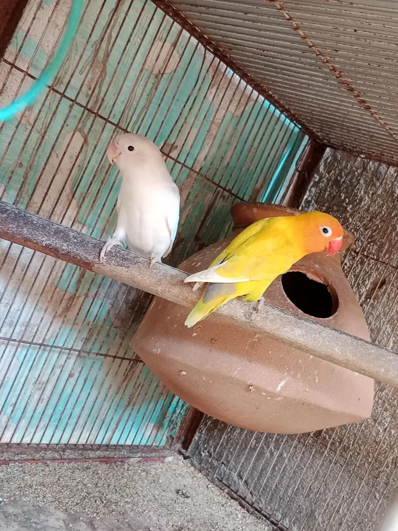 love birds pairs available 4 pairs — photo 6