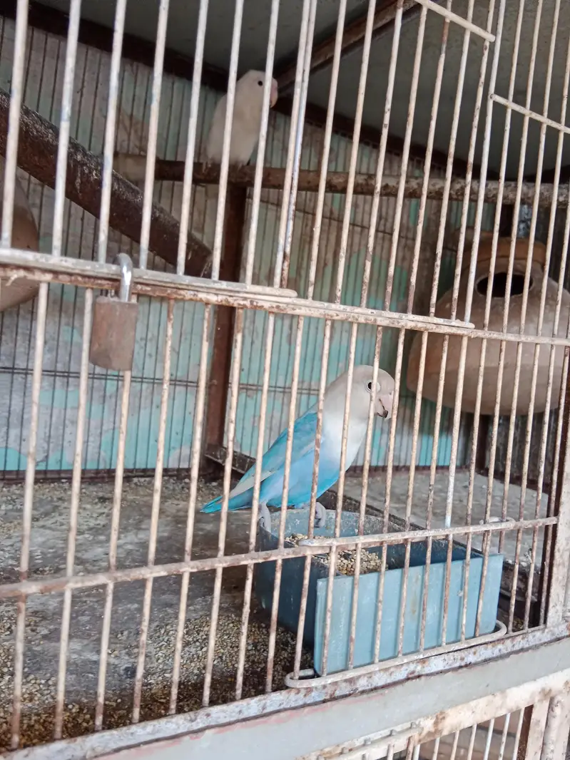 love birds pairs available 4 pairs — photo 8