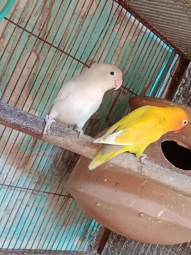 love birds pairs available 4 pairs — photo 9