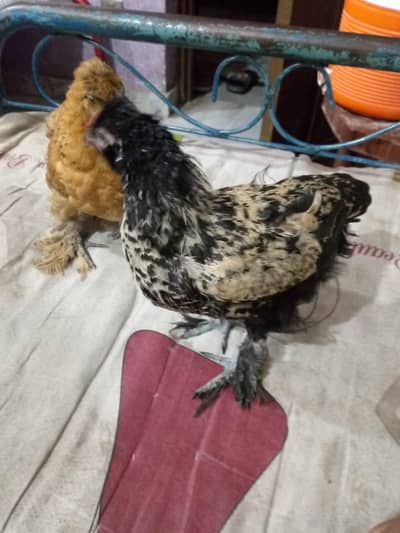 Fancy hens for sale pair Active Adult pair ha