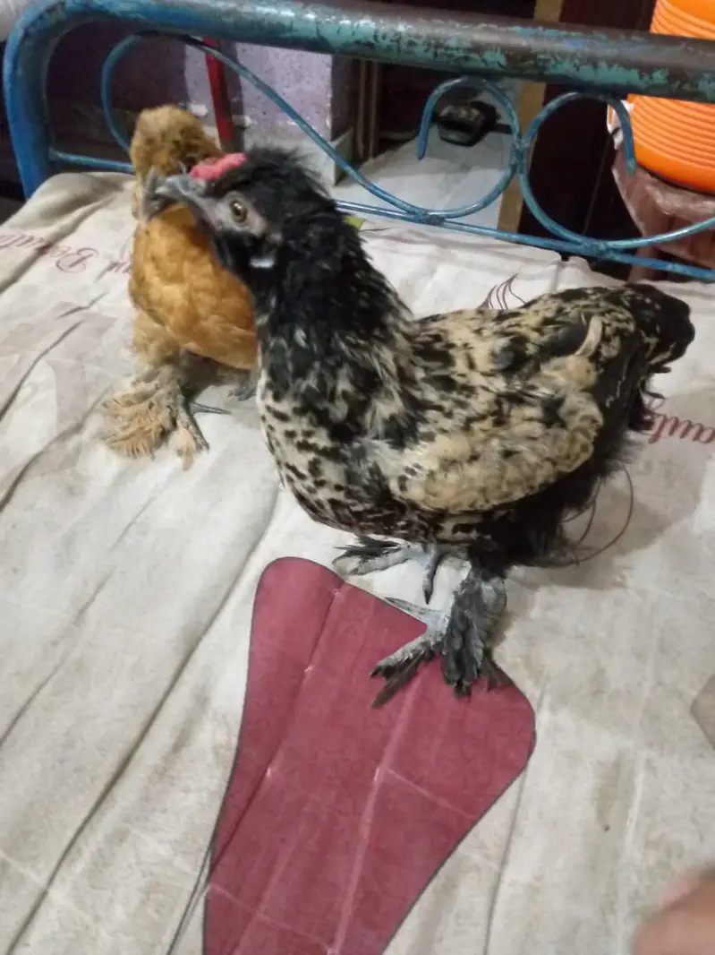 Fancy hens for sale pair Active Adult pair ha — photo 2