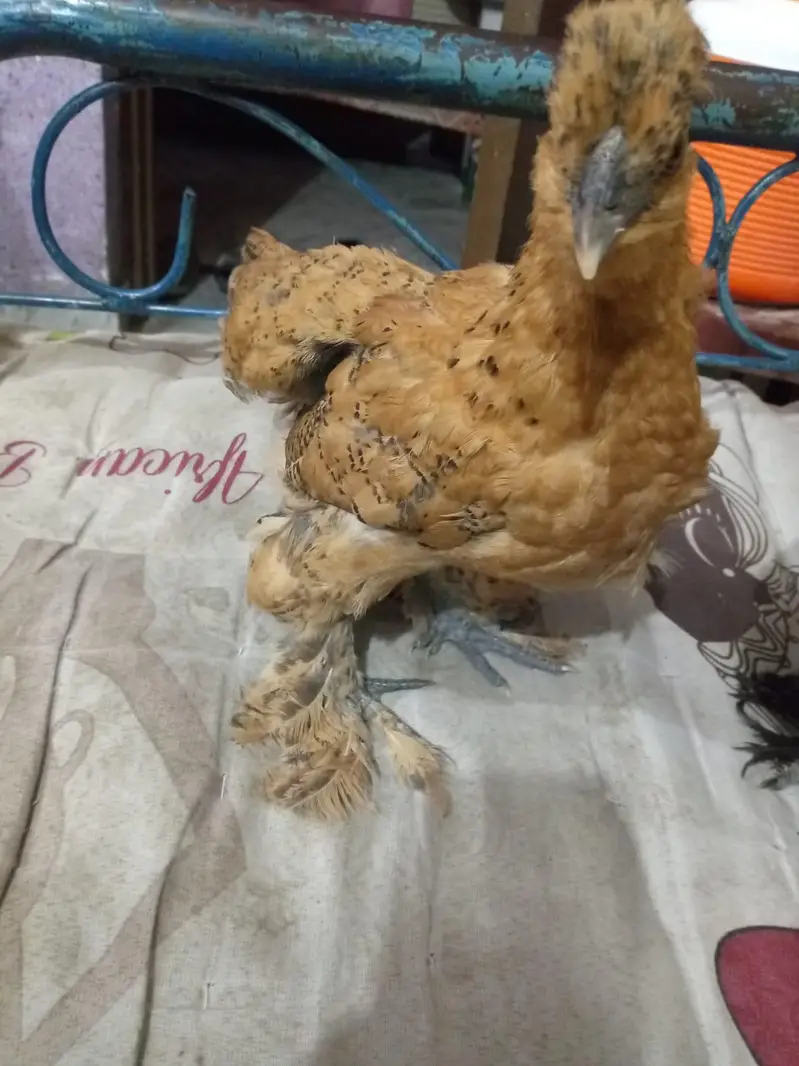 Fancy hens for sale pair Active Adult pair ha — photo 3