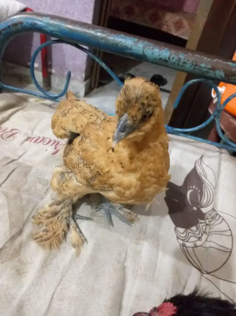 Fancy hens for sale pair Active Adult pair ha — photo 4