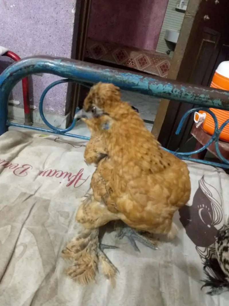 Fancy hens for sale pair Active Adult pair ha — photo 5