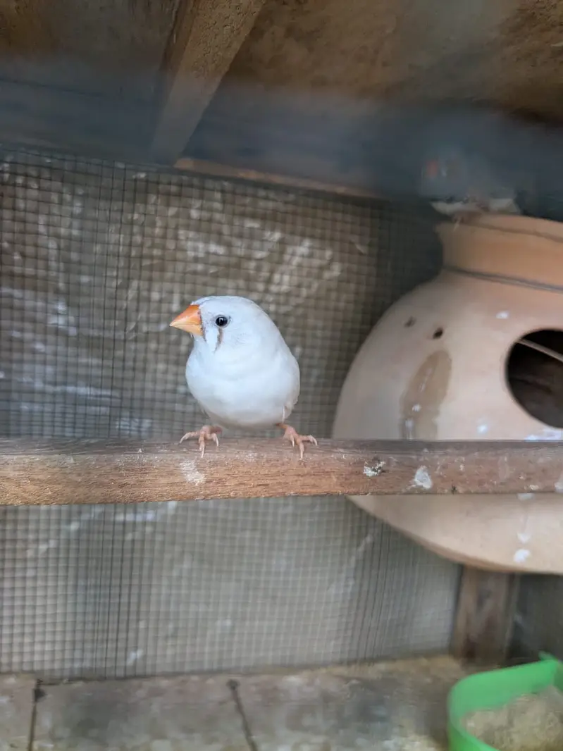 active 3 pair ready to breed per pair 700 — photo 2