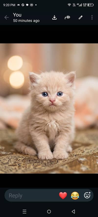 Persian kittens available