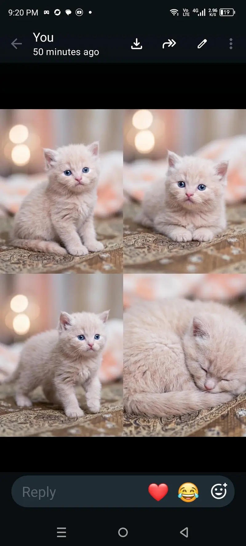 Persian kittens available — photo 2