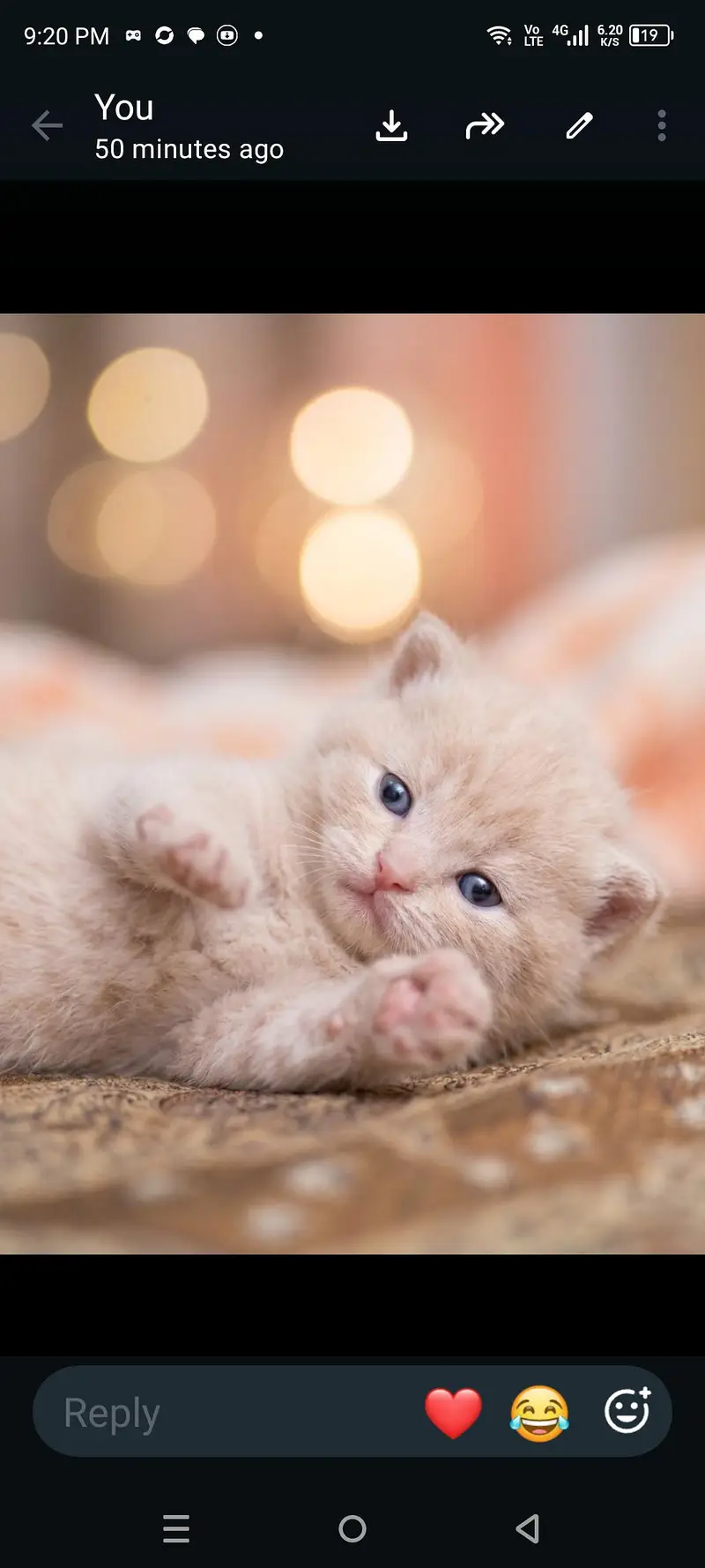 Persian kittens available — photo 3