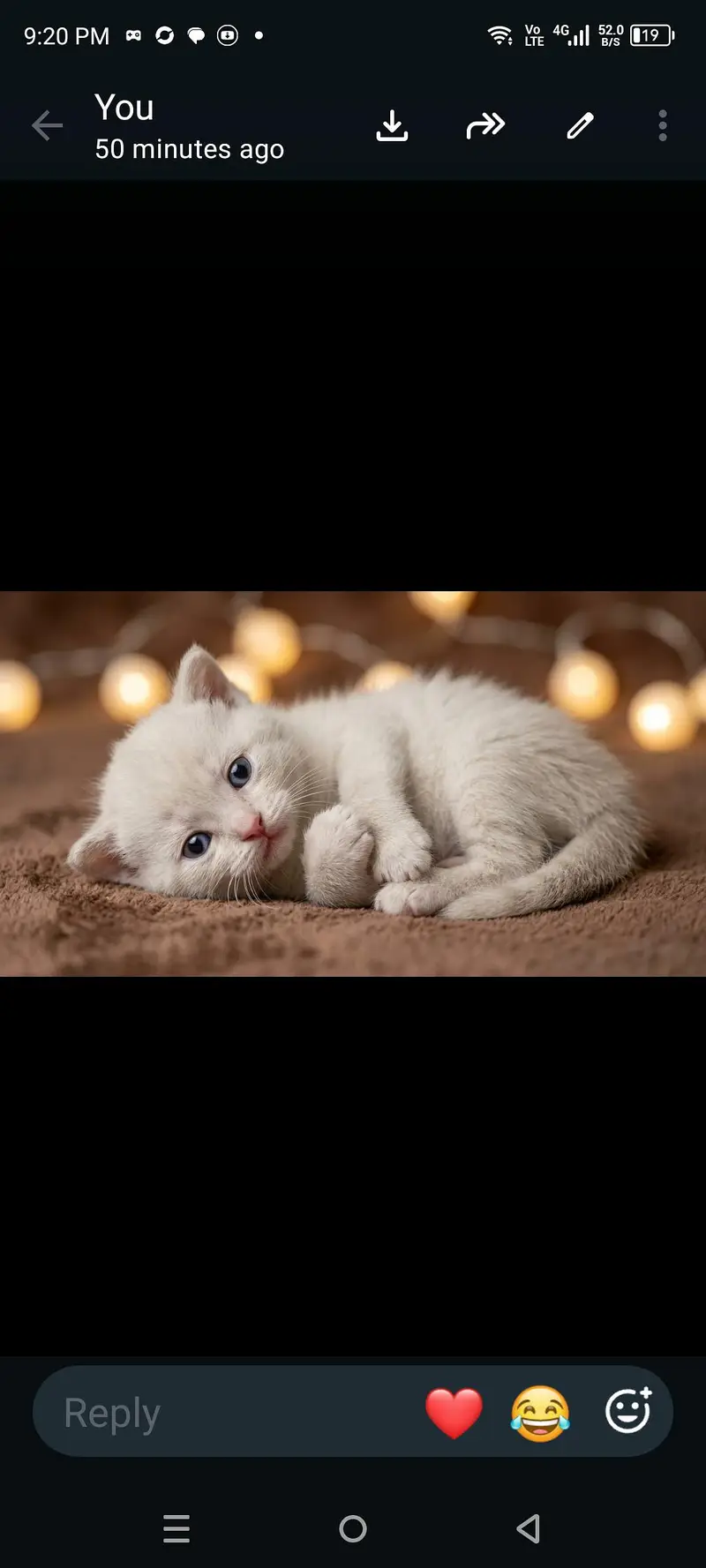 Persian kittens available — photo 4