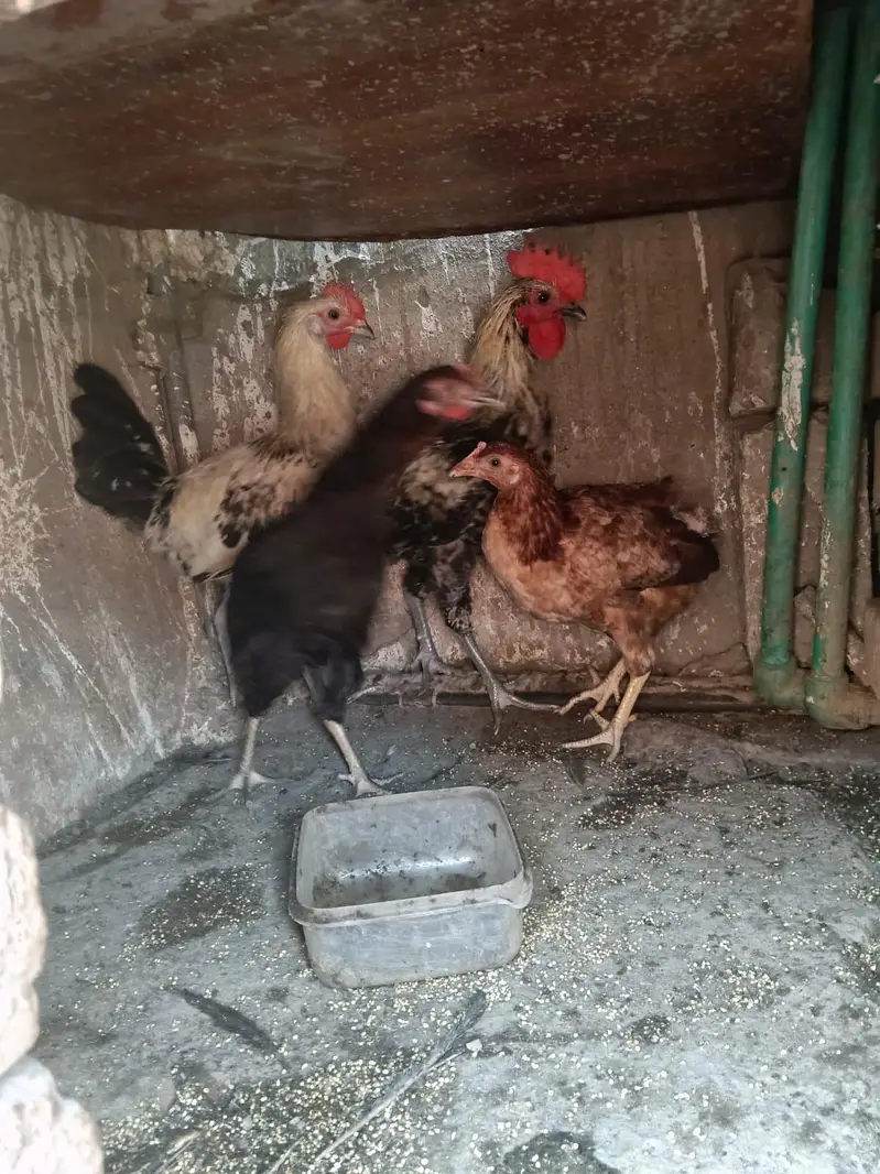 pure Desi egg layer 2 murgi 2 murga. — photo 2