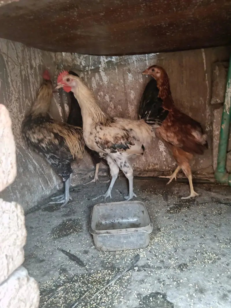 pure Desi egg layer 2 murgi 2 murga. — photo 3