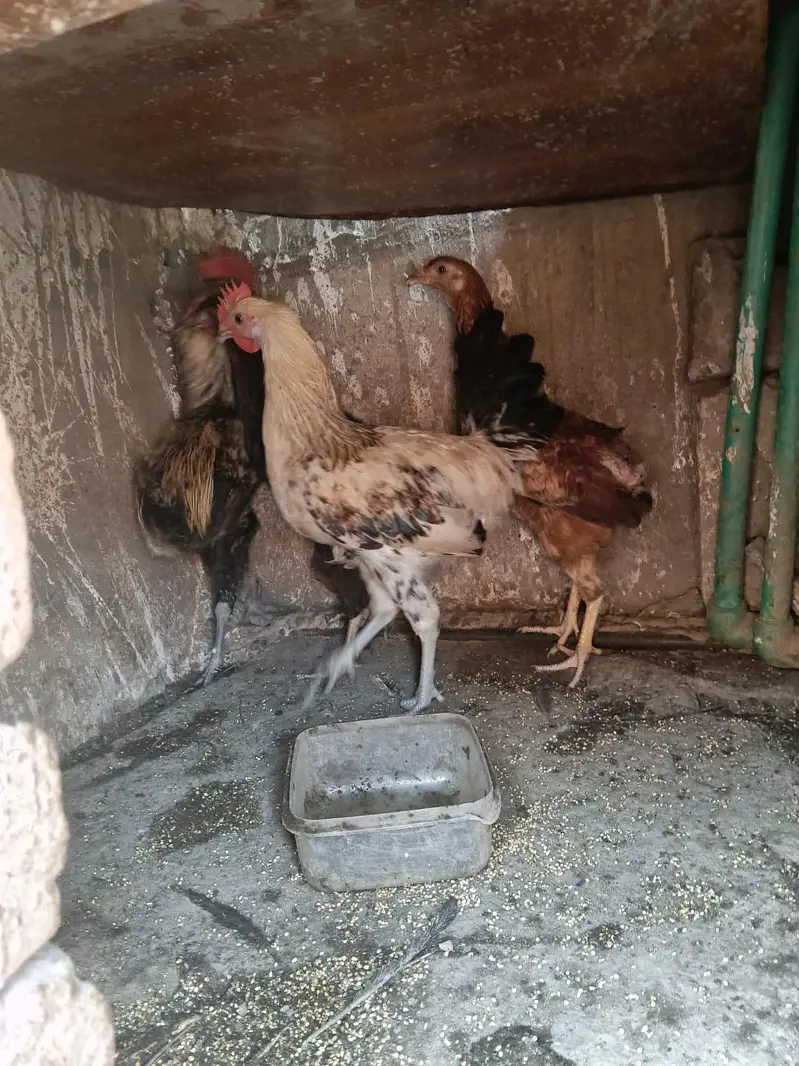 pure Desi egg layer 2 murgi 2 murga. — photo 4