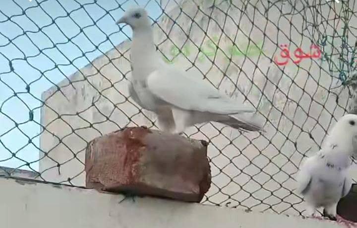 log parwa 1