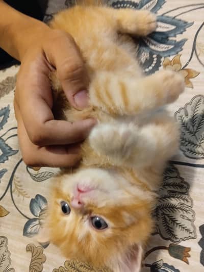 persion cat one month traind