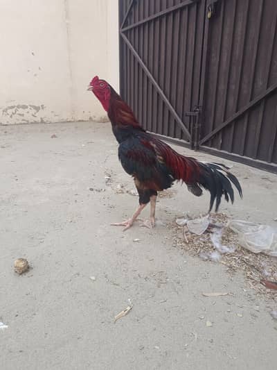 aseel murga breeder