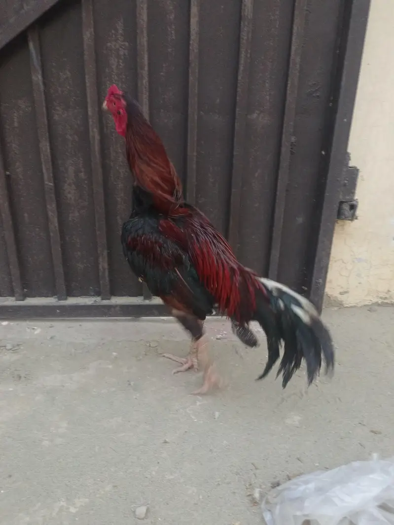 aseel murga breeder — photo 3
