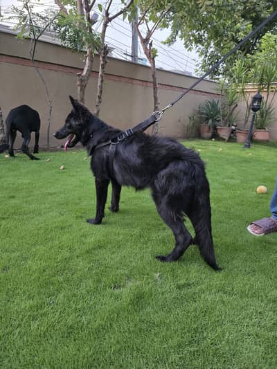 German Shefered