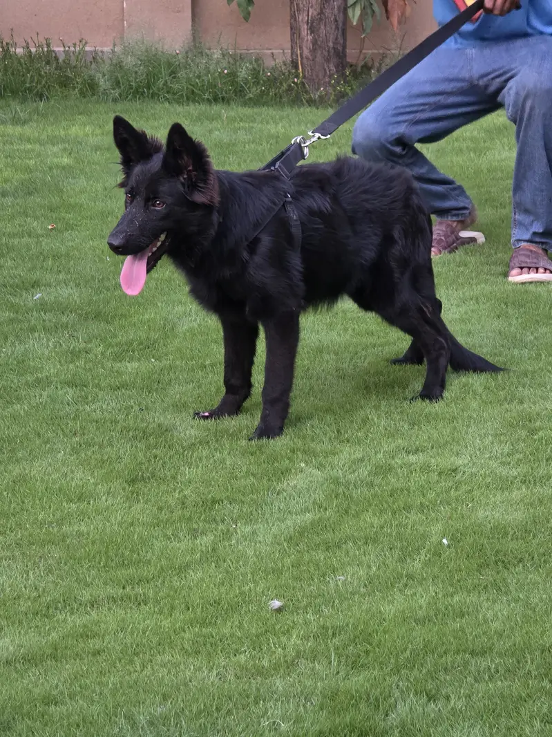 German Shefered — photo 2