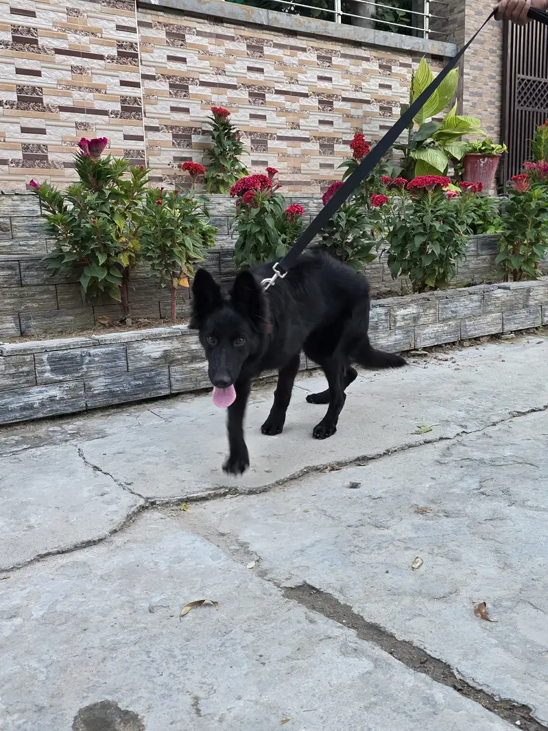 German Shefered — photo 3