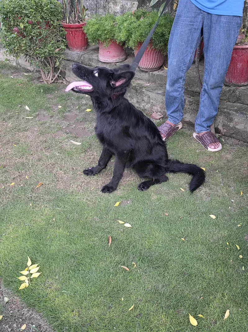German Shefered — photo 4