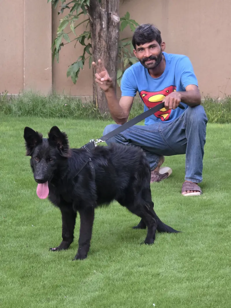 German Shefered — photo 5