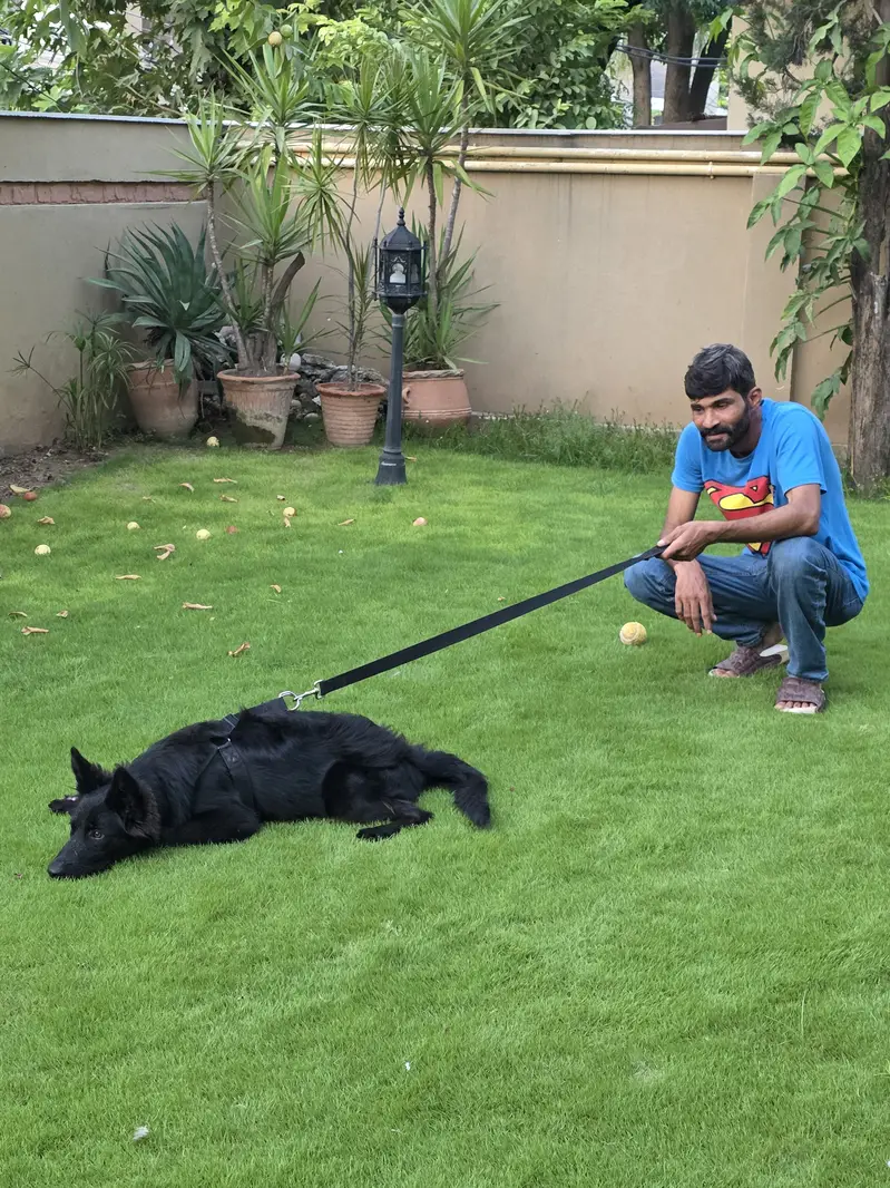 German Shefered — photo 6