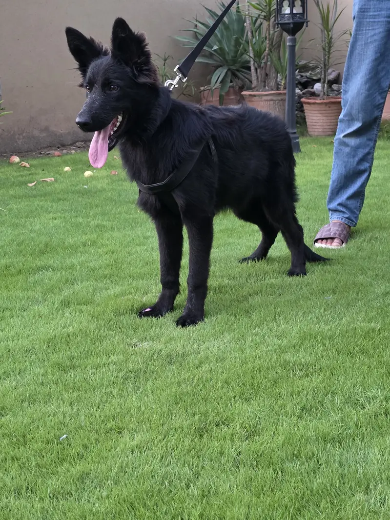 German Shefered — photo 7