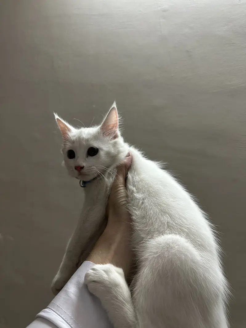 white Persian kitten — photo 2