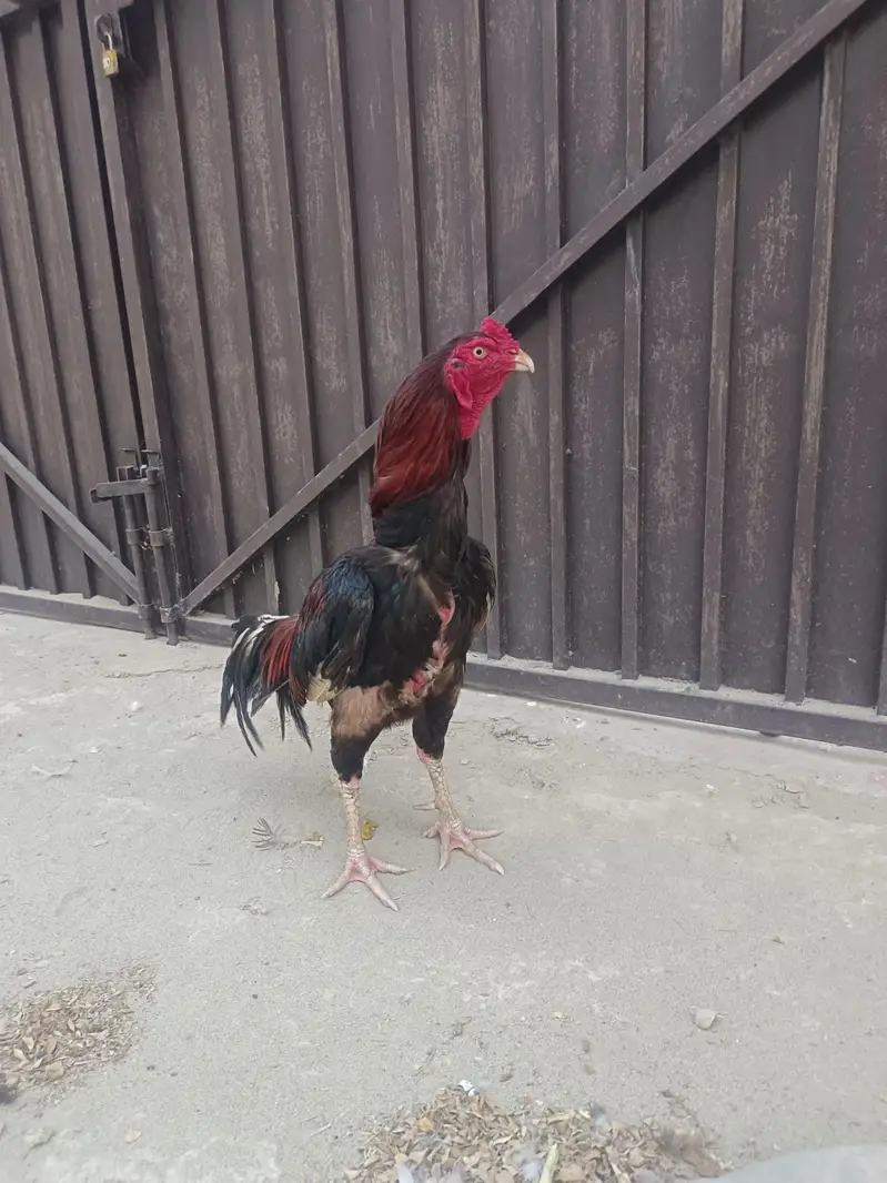 aseel murga breeder — photo 4