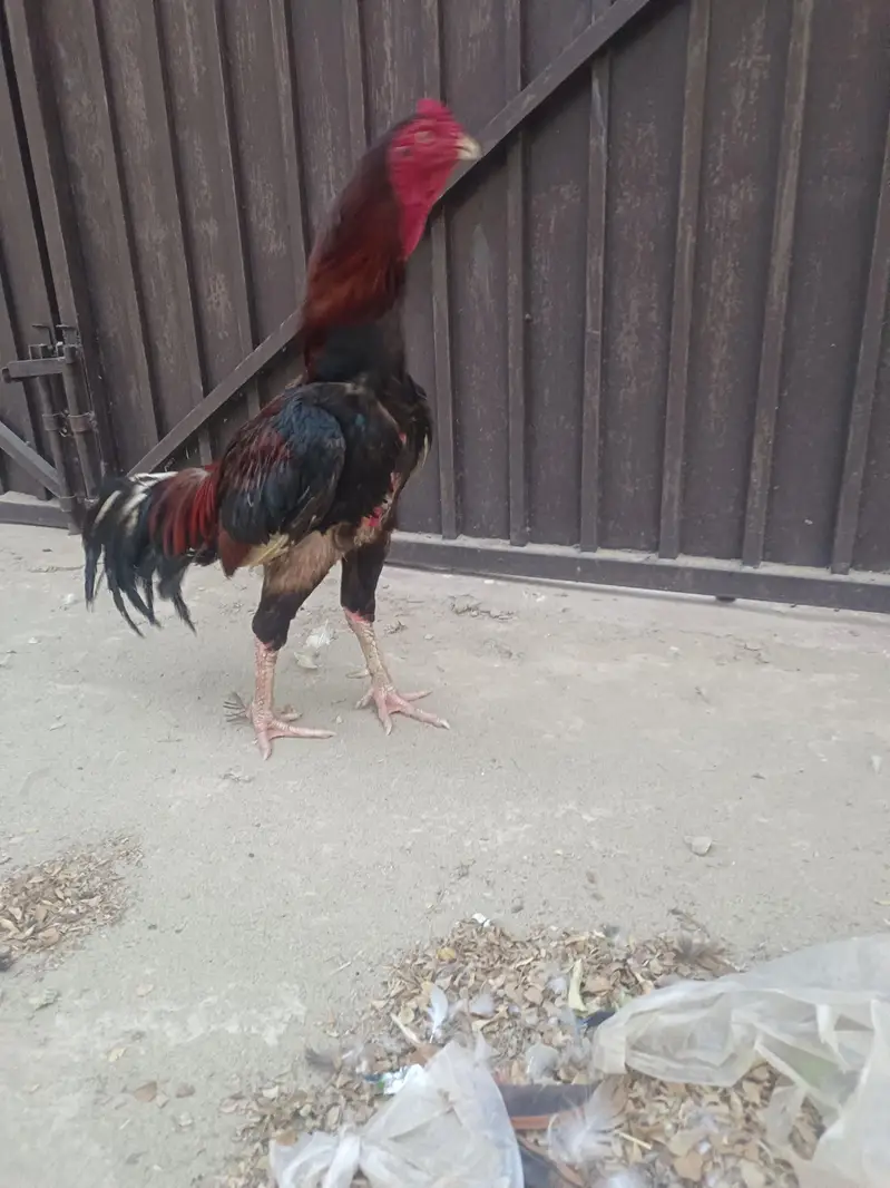 aseel murga breeder — photo 5
