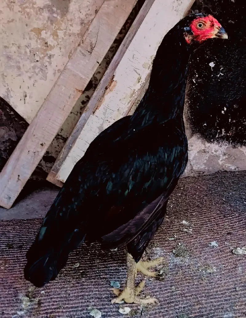 mushki lasani made — photo 2